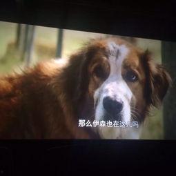一只狗的使命在线观看,一只狗的感人成长之旅  第2张