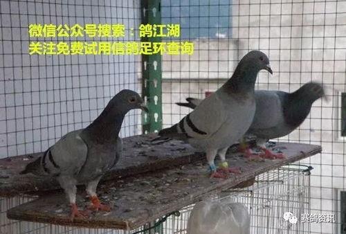 鸽子爆料打架视频大全,打架视频大全回顾