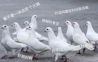 鸽子爆料打架视频大全,打架视频大全回顾 第2张 鸽子爆料打架视频大全,打架视频大全回顾 第2张