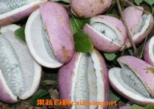 六枝八月瓜免费吃吗,免费采摘，共享丰收喜悦”