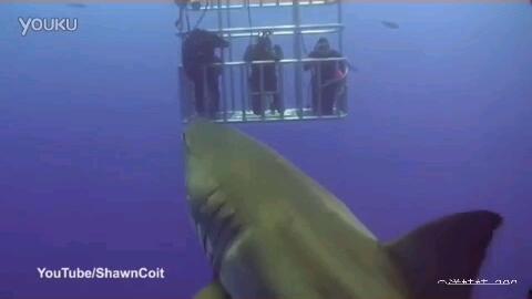 鲨鱼最新爆料视频大全播放,揭秘海洋深处的神秘世界  第2张