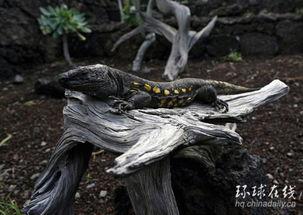 蜴蜥岛的阴谋在线观看,揭秘神秘岛屿的惊悚谜团  第2张