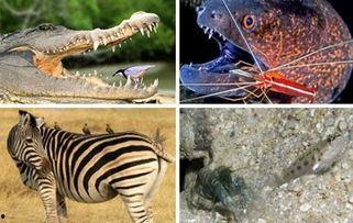 动物世界最新爆料,揭秘神秘生物新发现，探索未知生态奥秘