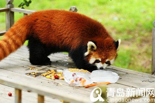 动物世界最新爆料,揭秘神秘生物新发现,探索未知生态奥秘 第2张 动物世界最新爆料,揭秘神秘生物新发现,探索未知生态奥秘 第2张